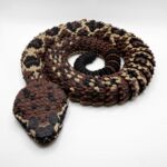 Articulated Eastern Diamondback Rattlesnake